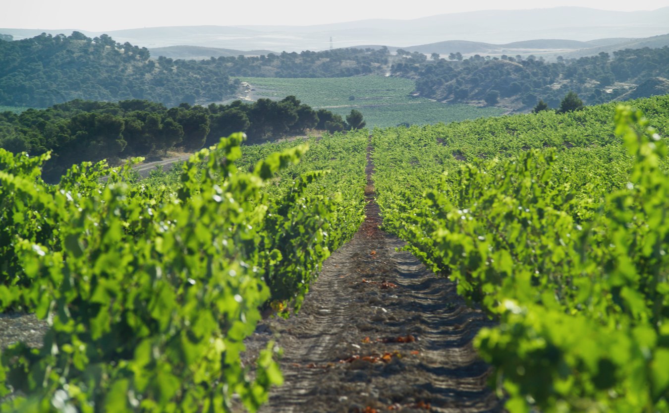 Bodegas Olivares