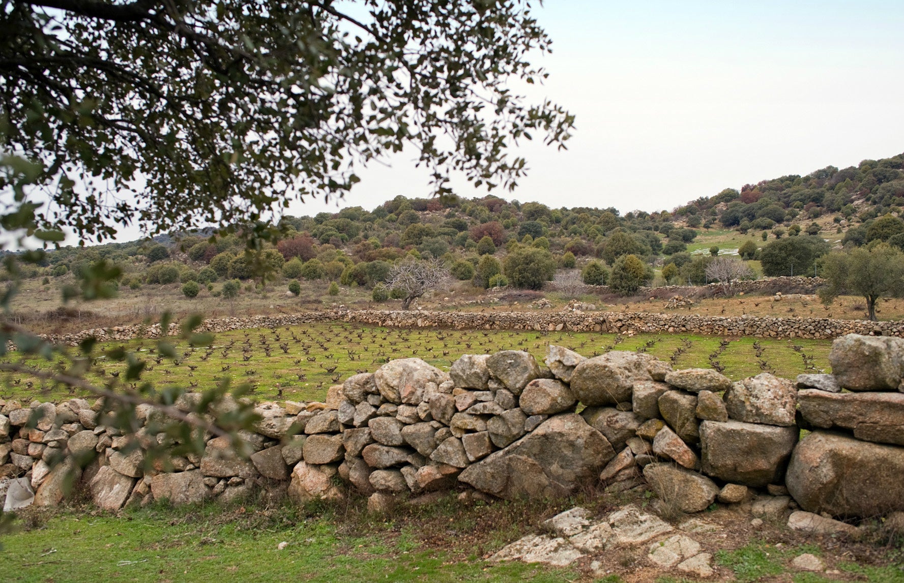 Cantine Francesco Minini