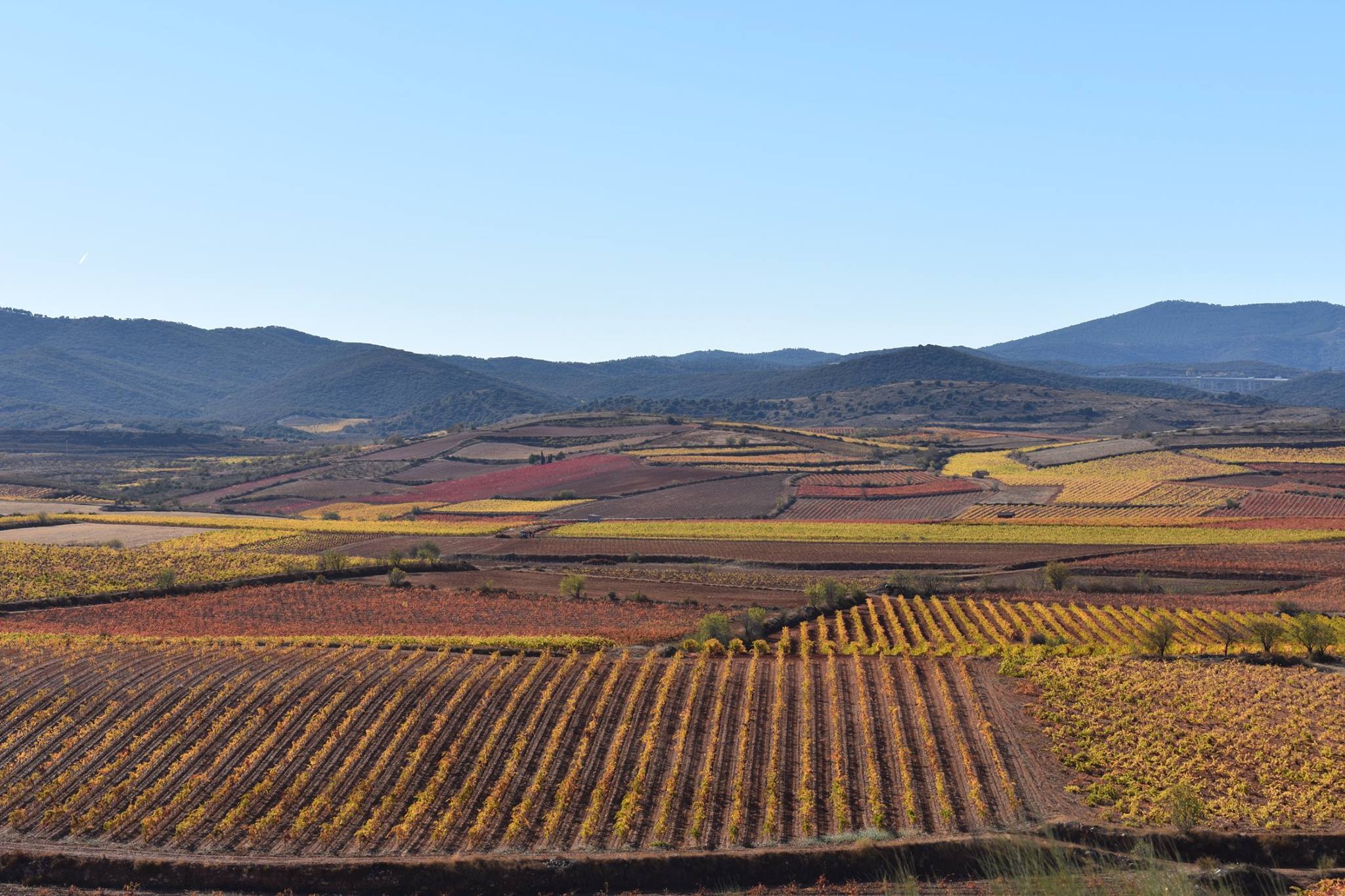 Cariñena