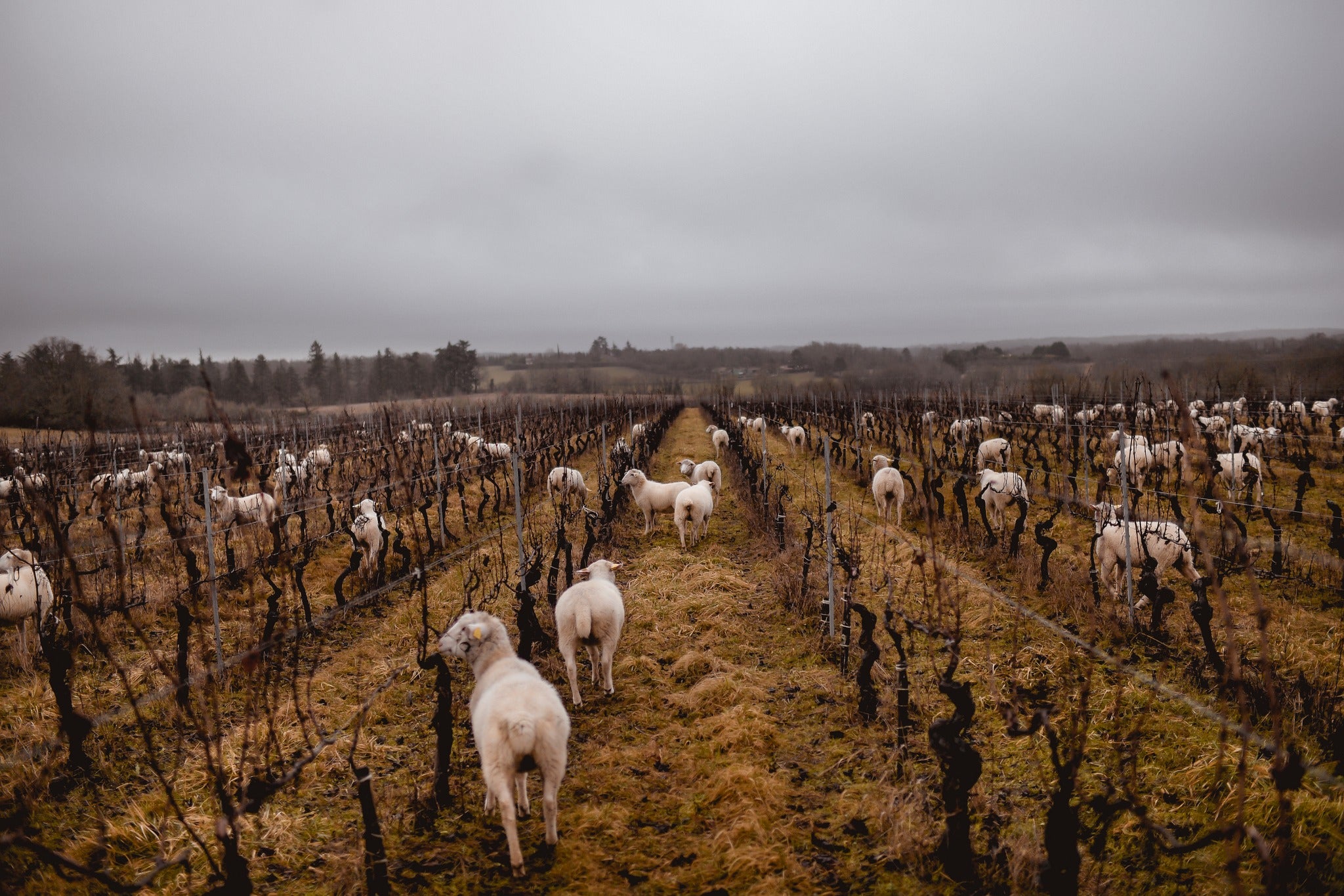 Clos d’Audhuy
