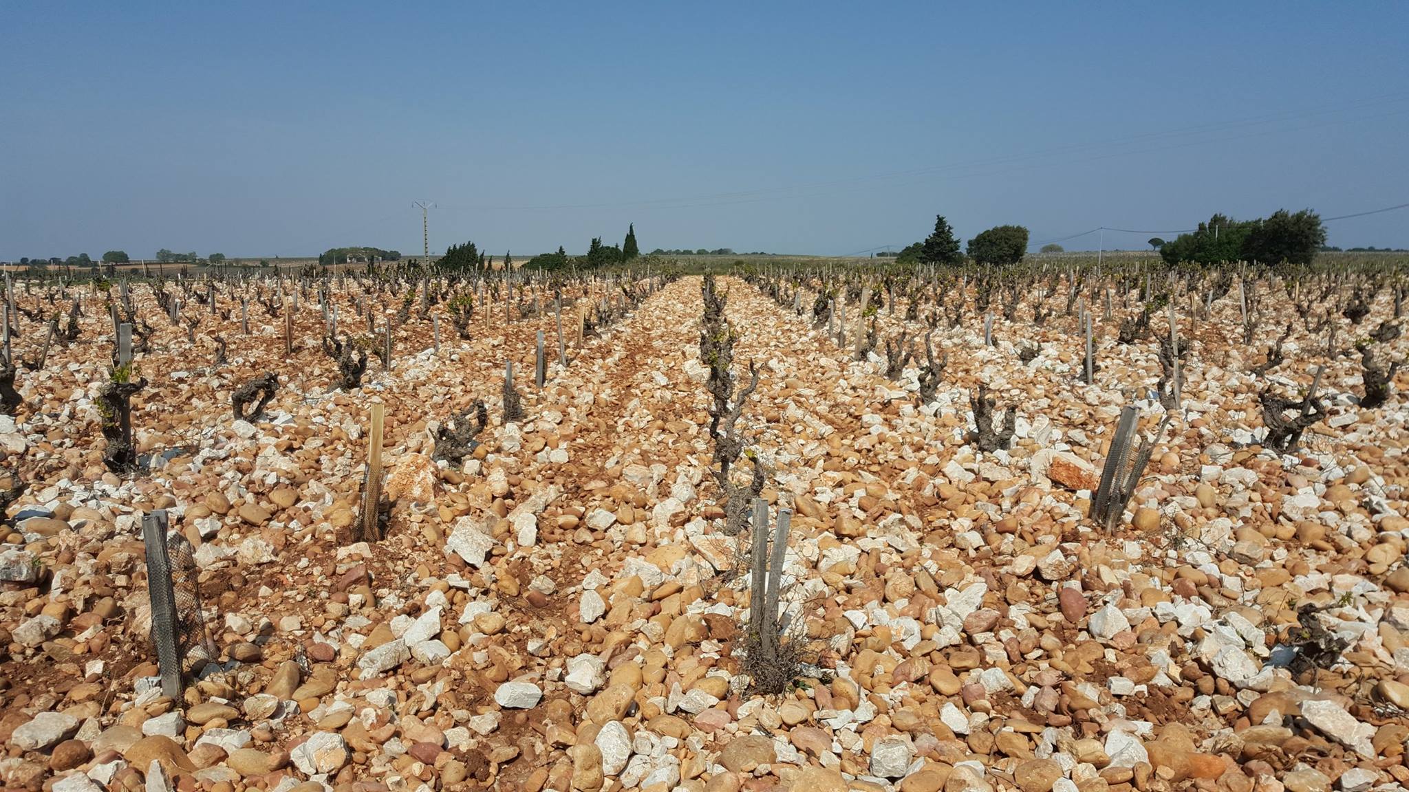 Domaine Albin Jacumin