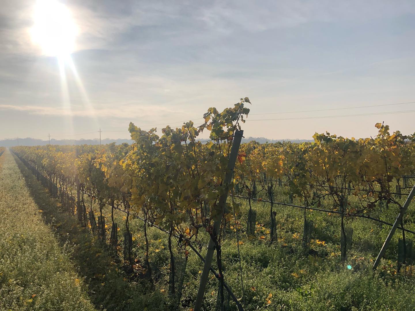 Winzerkeller Andau