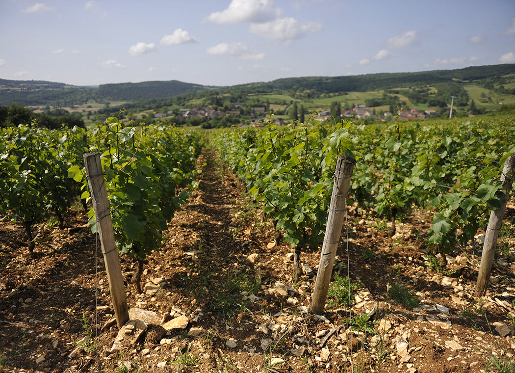 Domaine Bernard Moreau