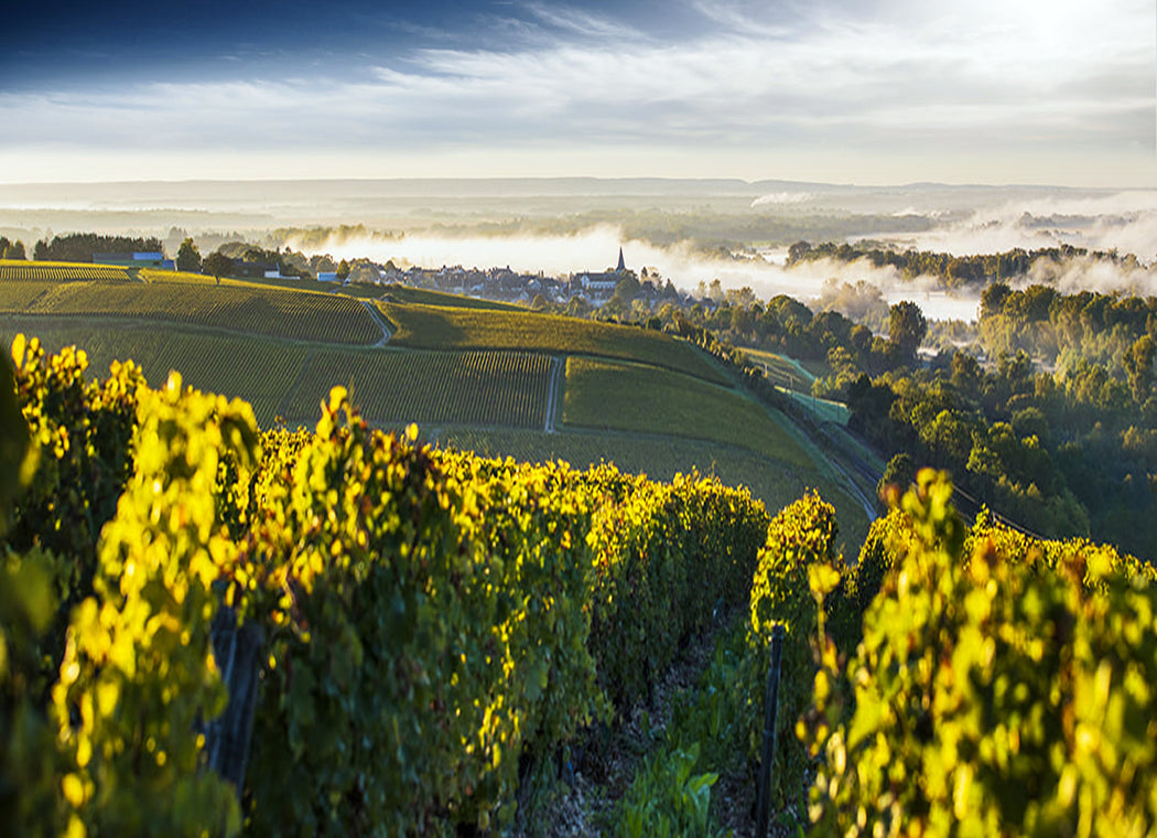 Domaine Patrice Moreux