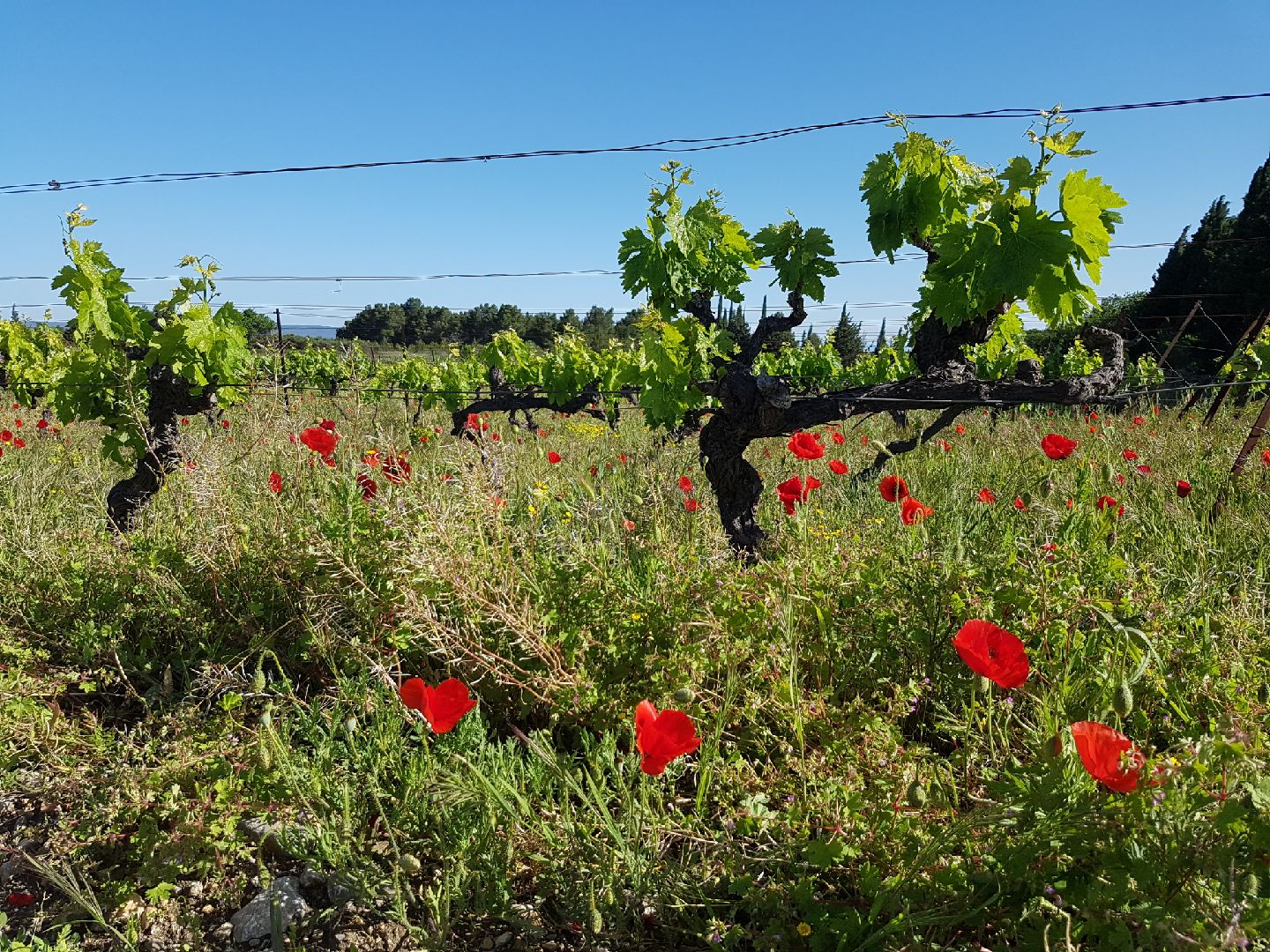 Domaine de Marras