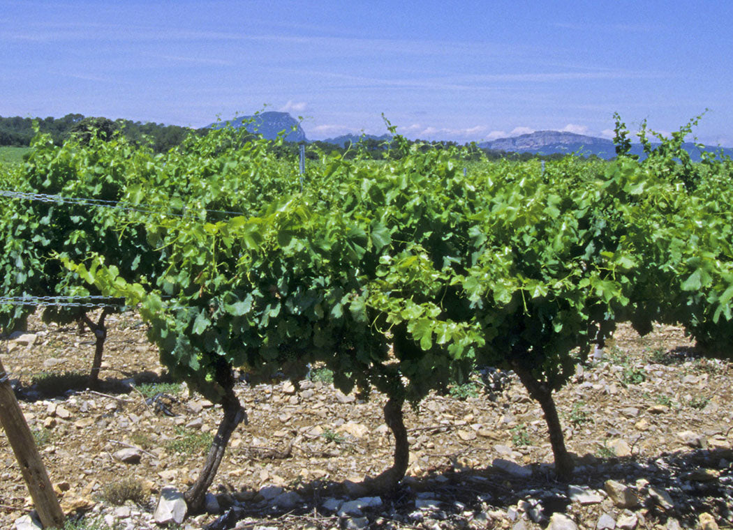 Domaine de Montcalmès