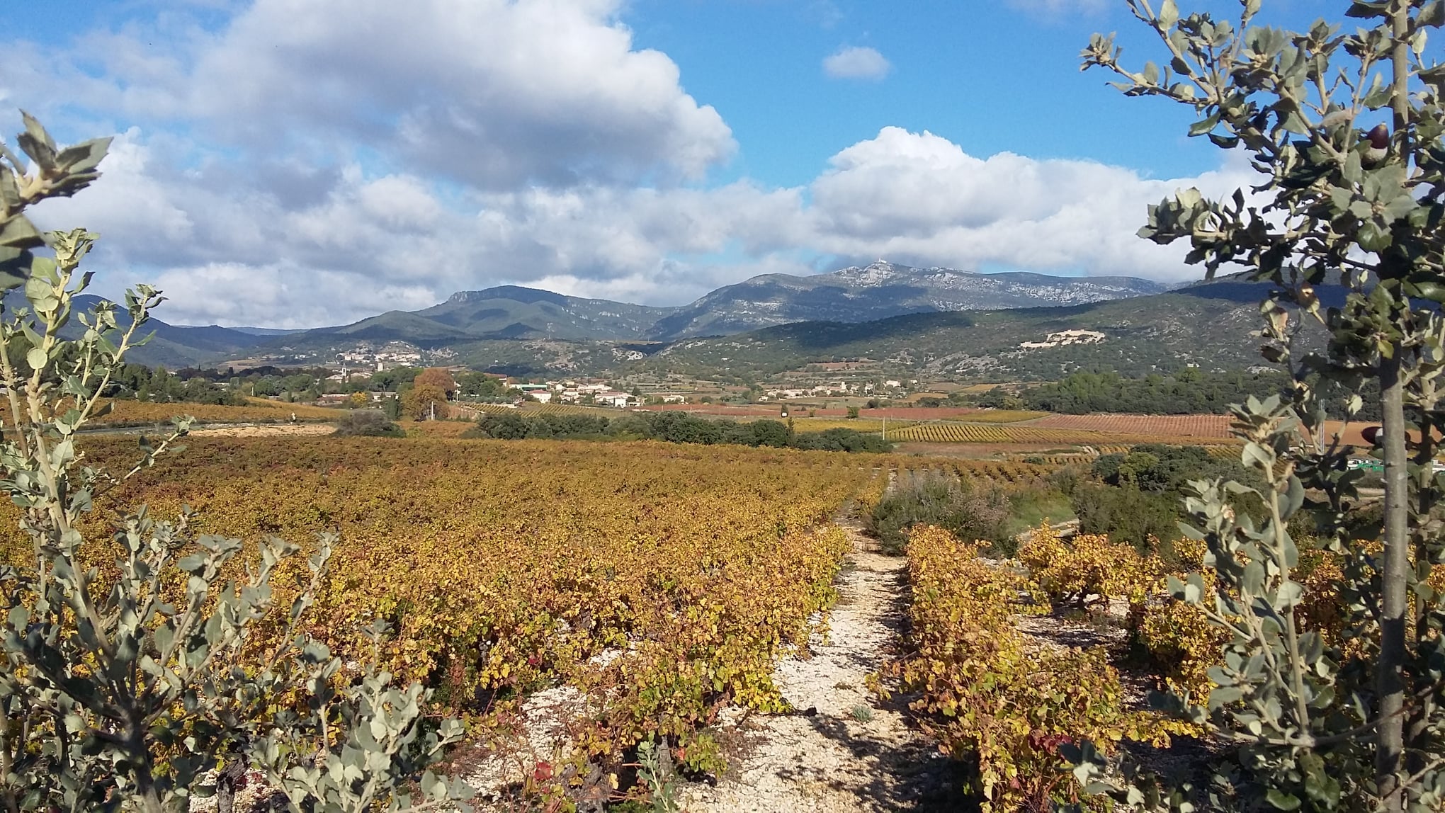 Domaine l´Aiguelière