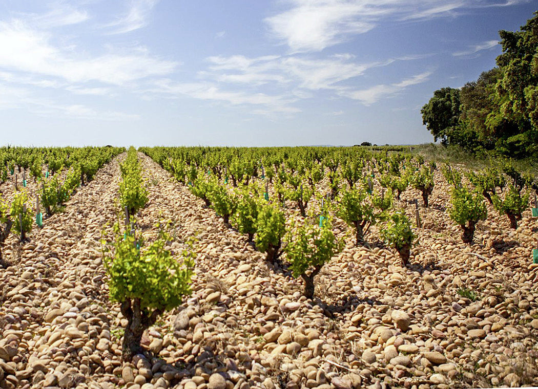 Domaine du Vieux Donjon