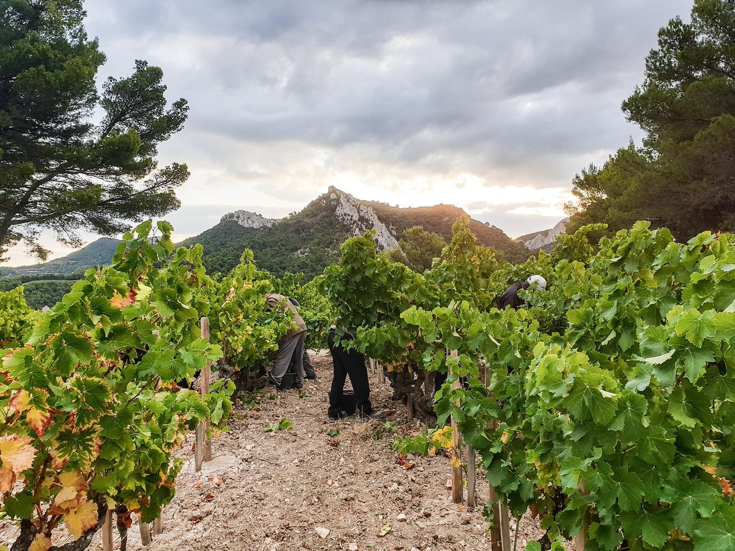 Perrin - Chateau Beaucastel