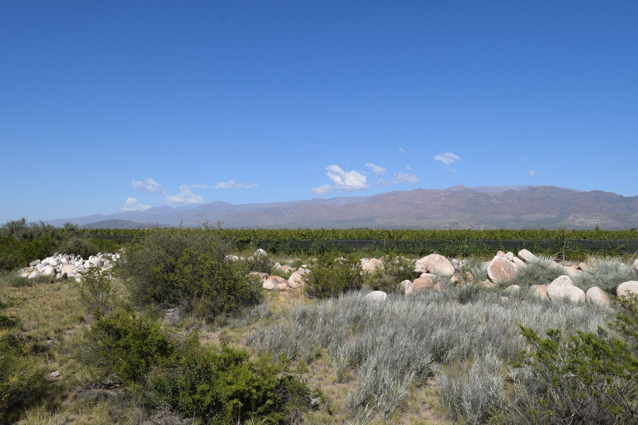 Mendoza