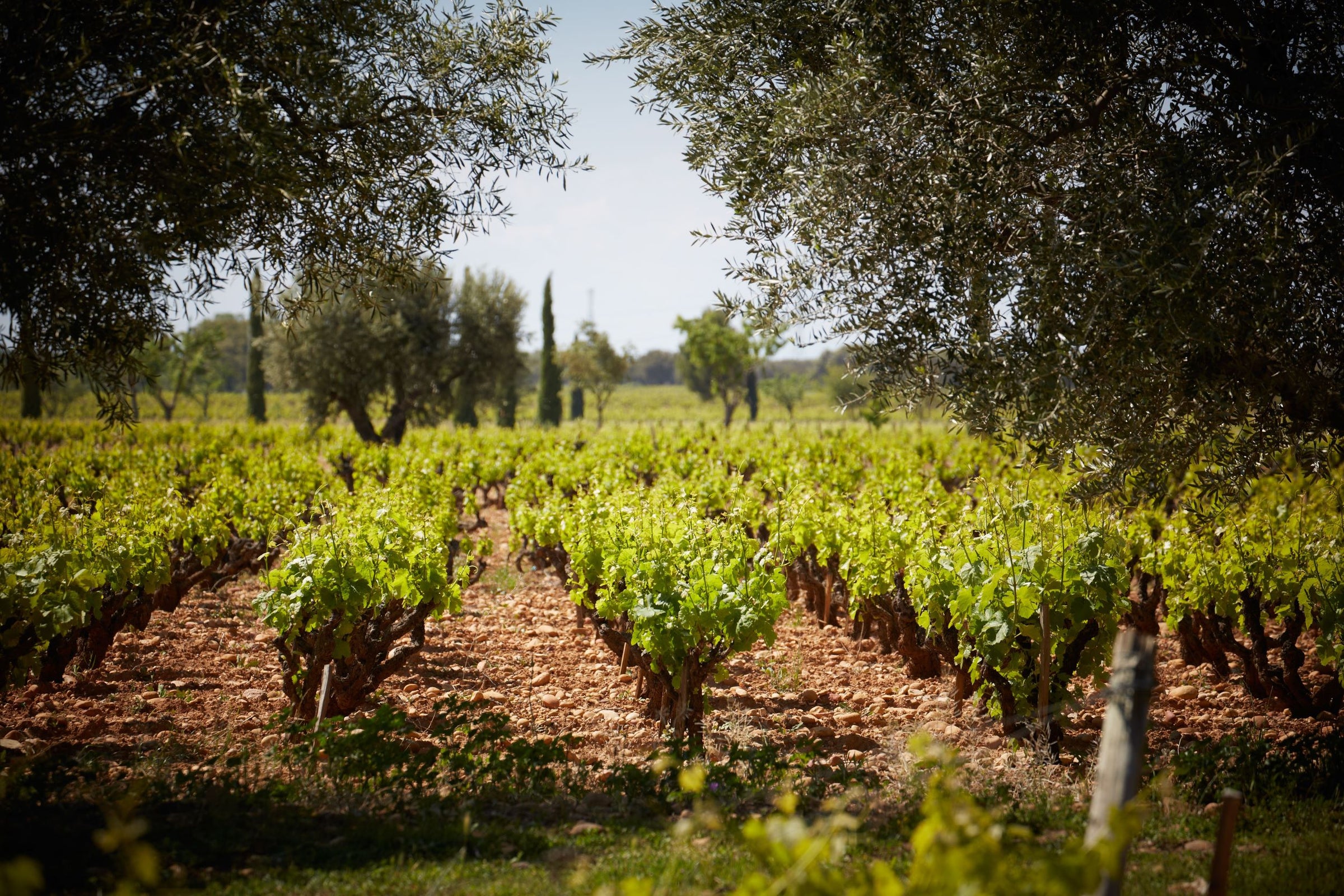 Rhône