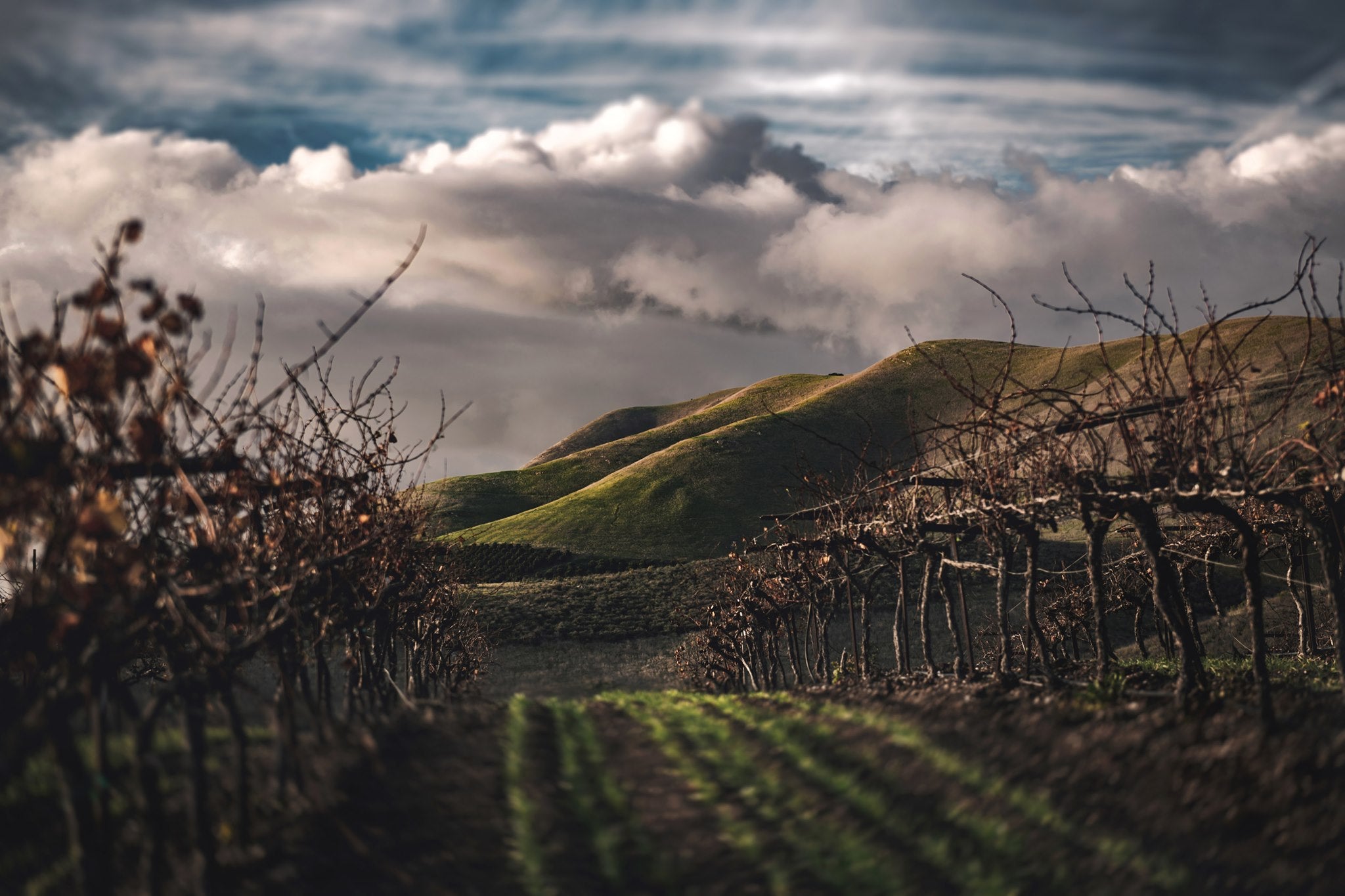 Ribera del Duero