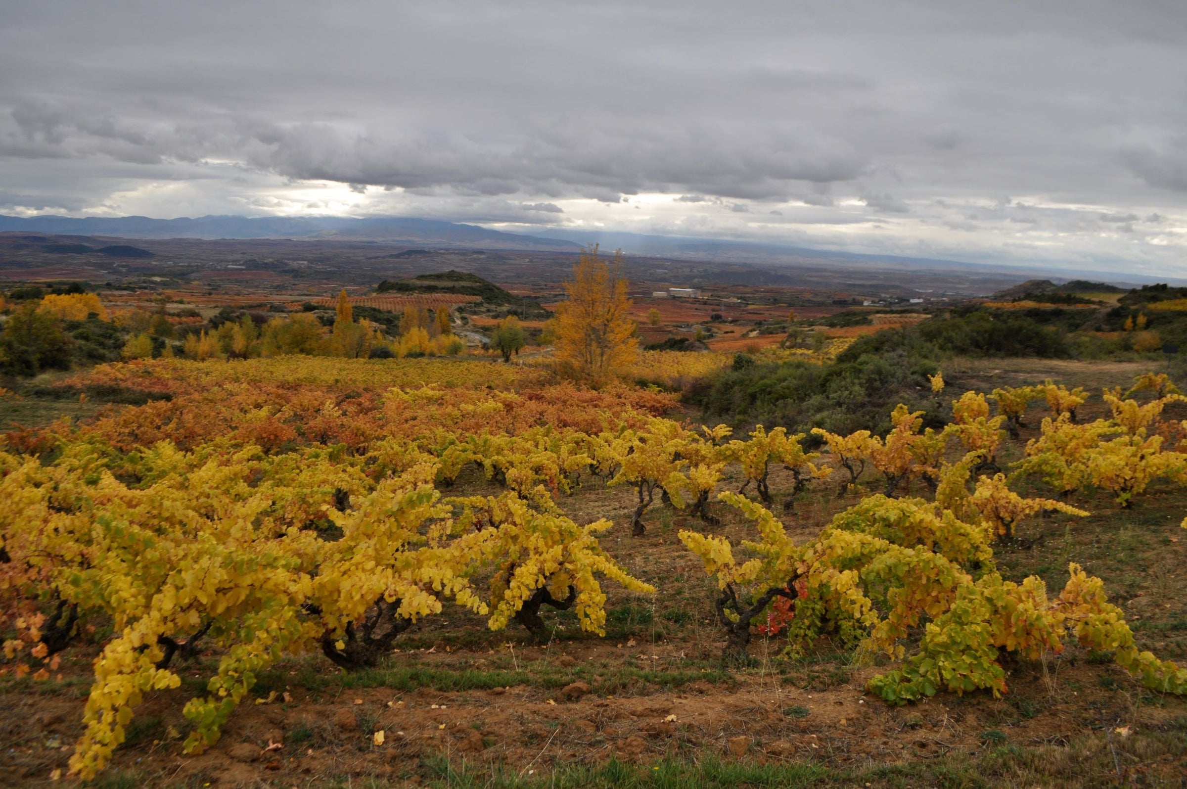 Rioja