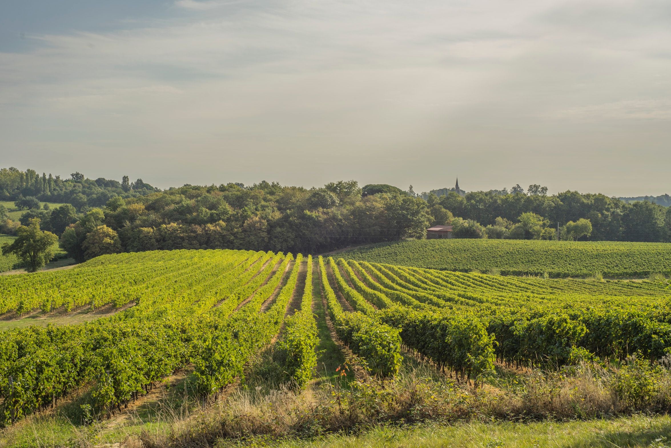 Gascogne