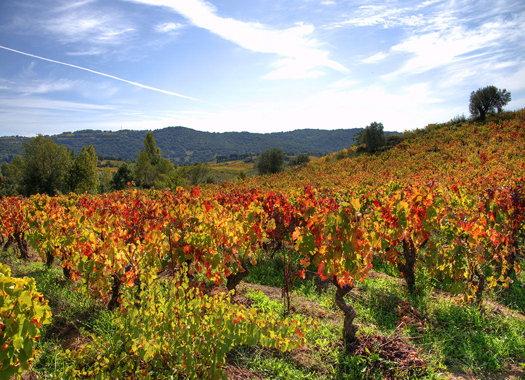 Tenuta Atzei