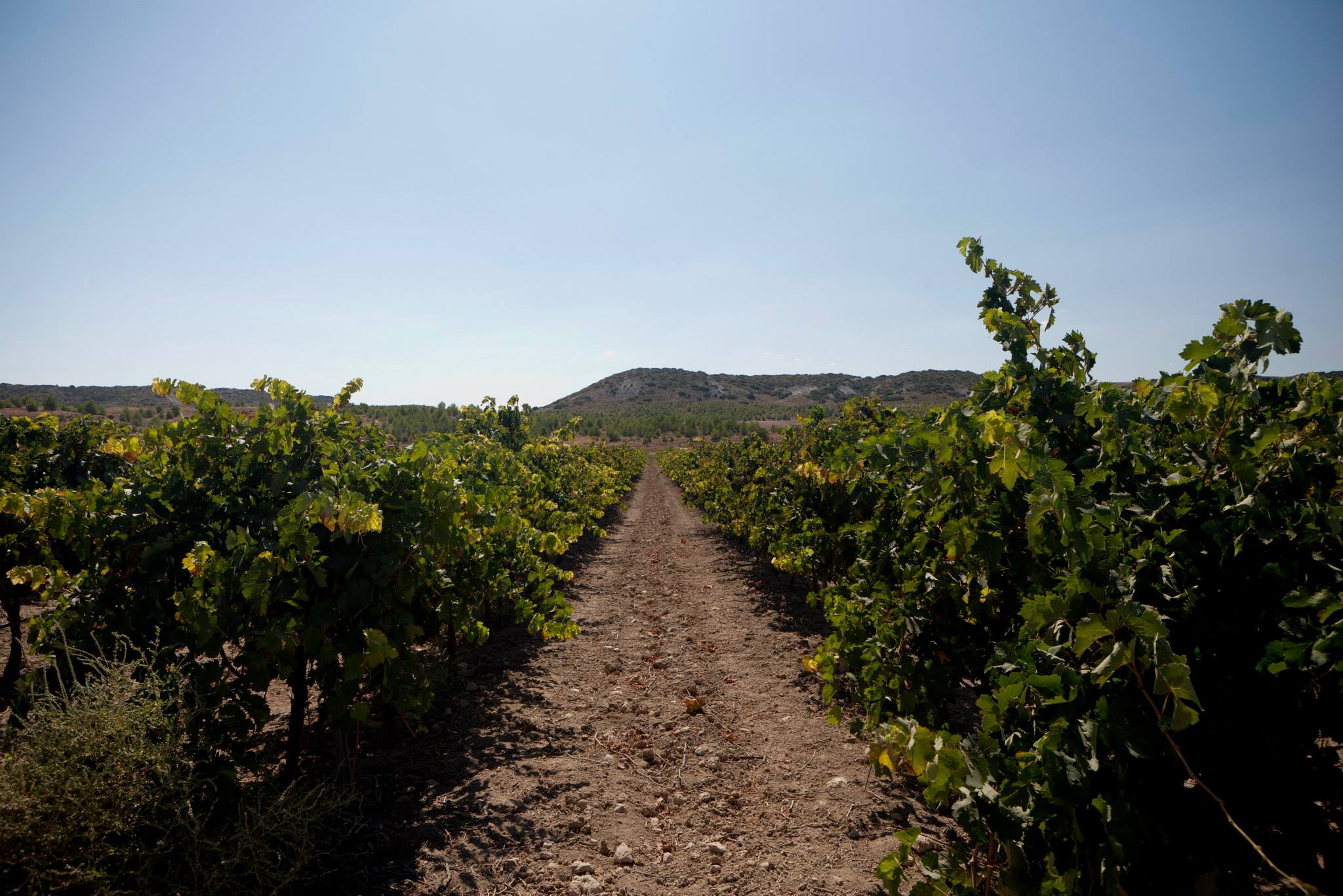 Tierra de Castilla