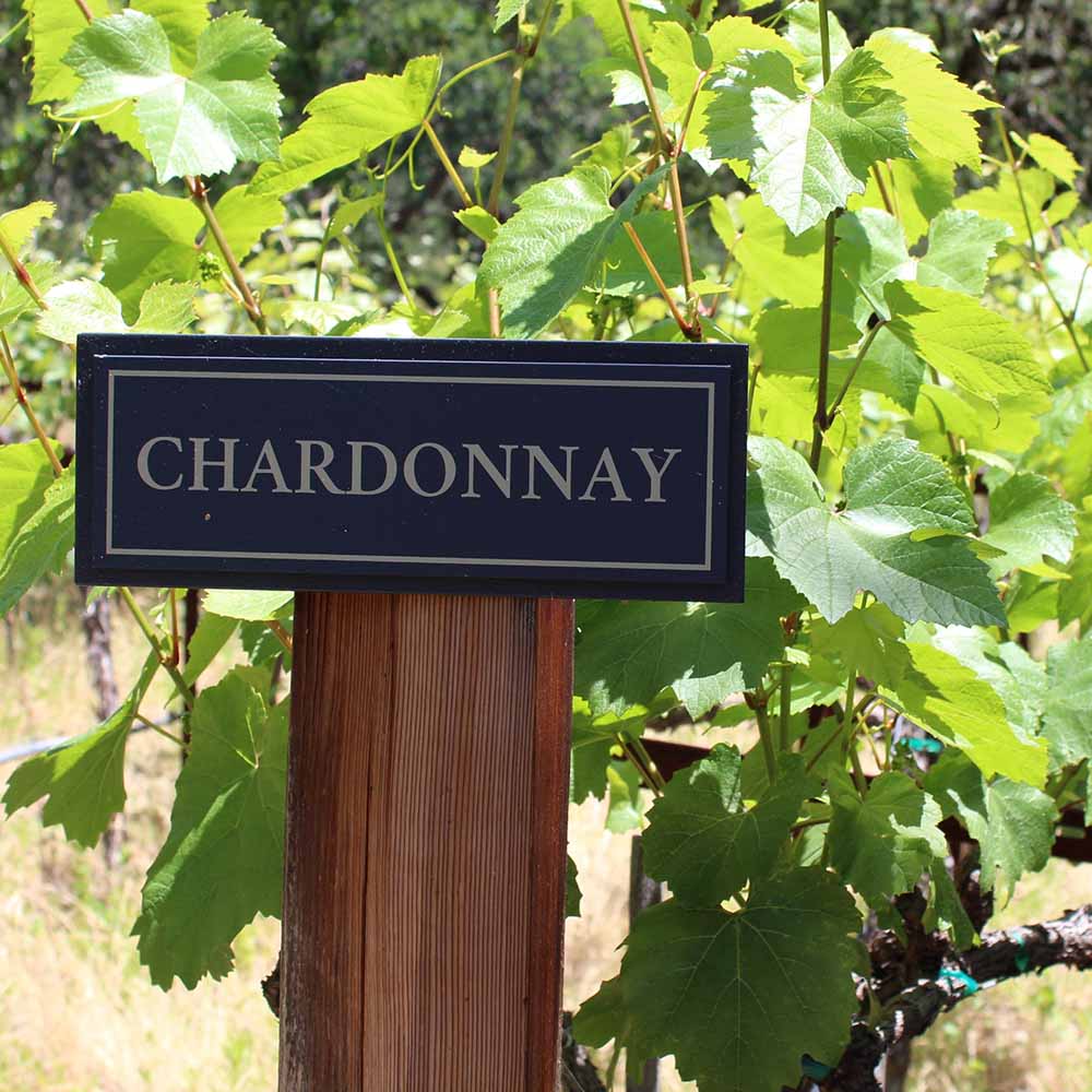 Chardonnay