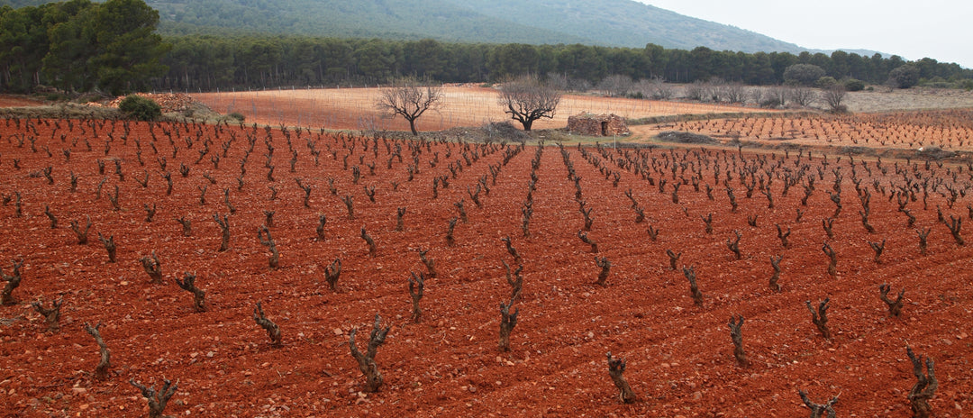 Bodegas Borsao