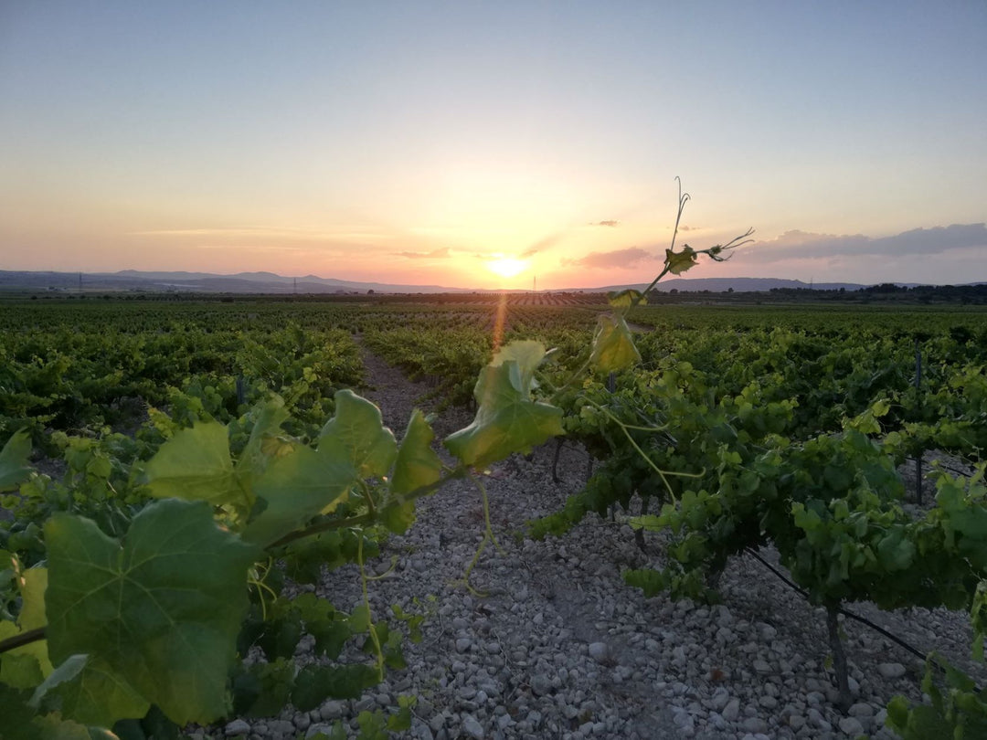 Bodegas Castaño