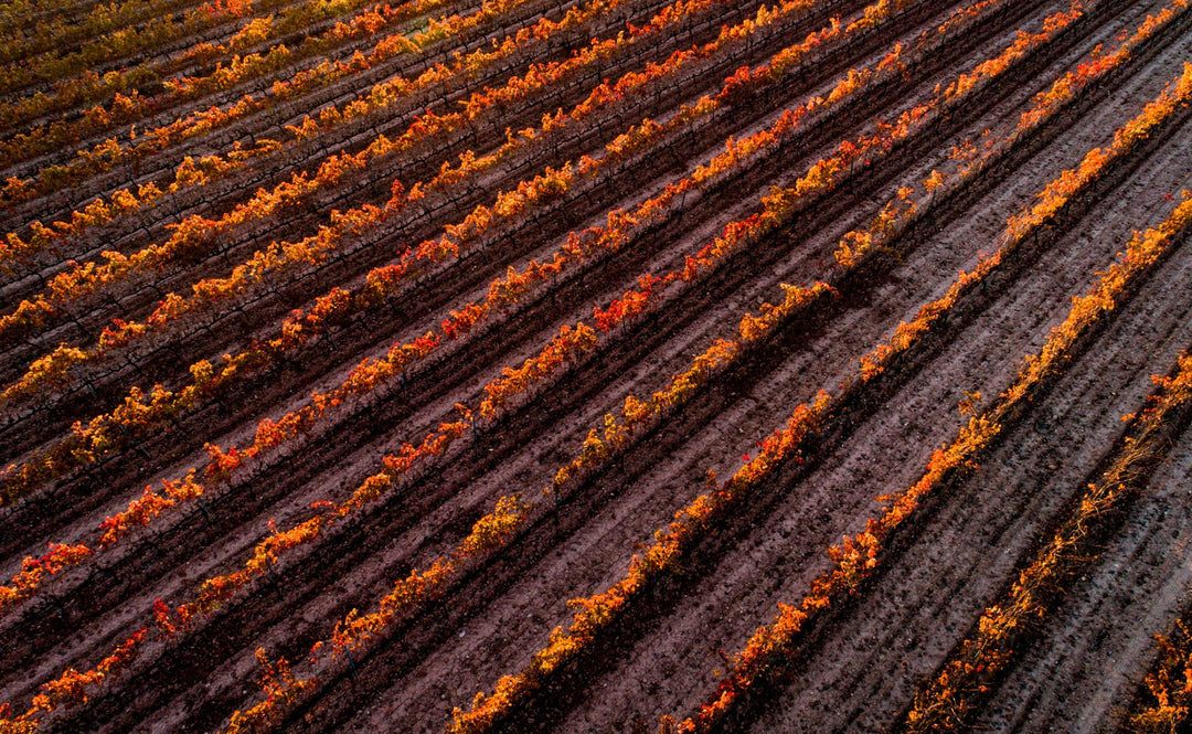 Bodegas Concavins