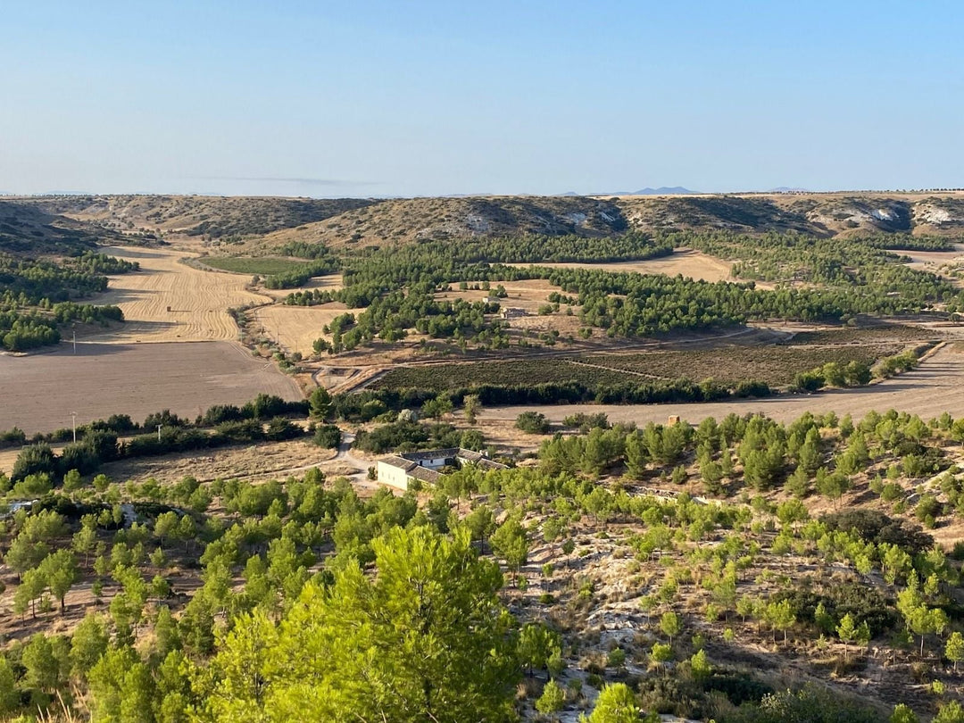 Bodegas Más que Vinos