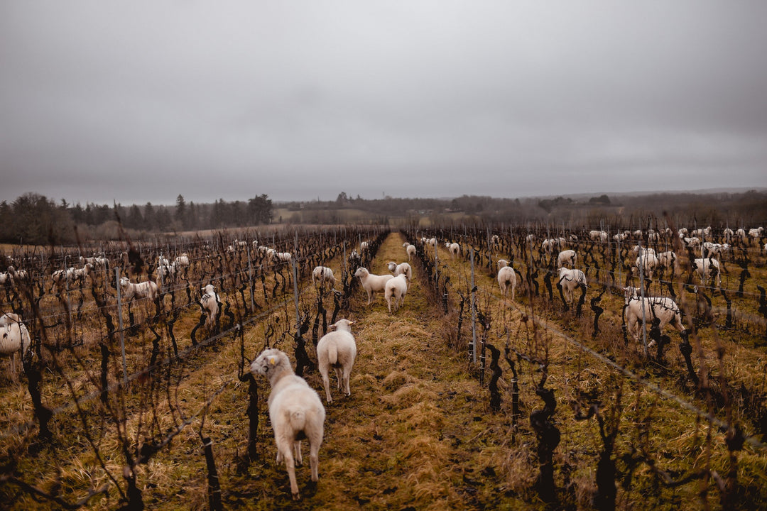 Clos d’Audhuy
