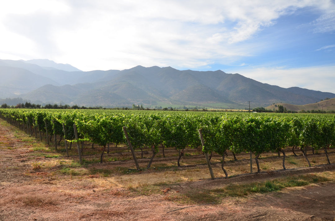 Colchagua Valley