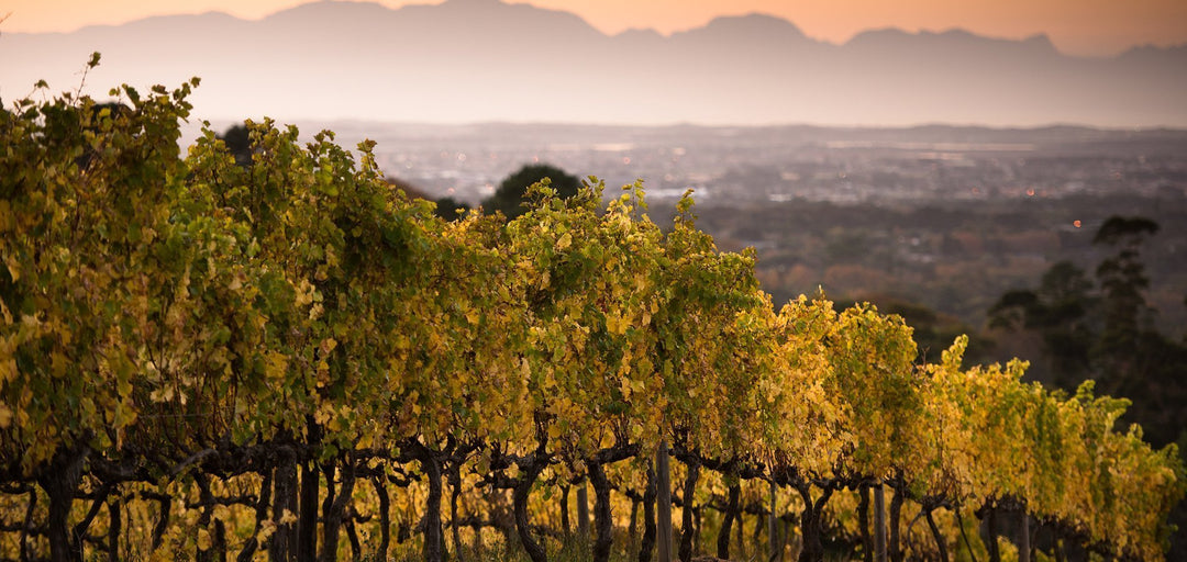 Coastal Region / Constantia