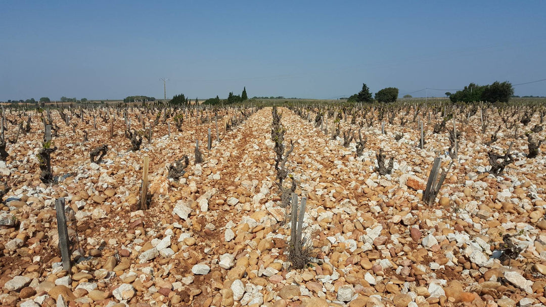 Domaine Albin Jacumin