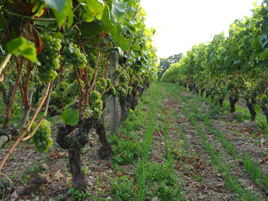 Domaine Bonnigal-Bodet