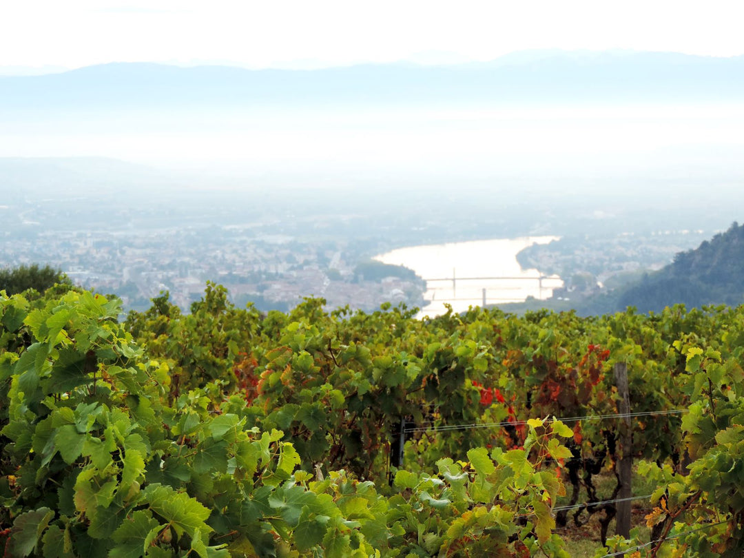 Domaine Michelas St. Jemms