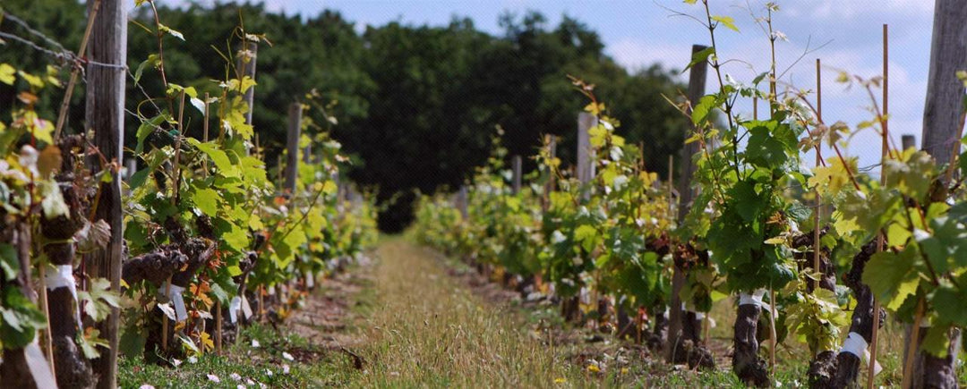 Domaine des grandes Espérances