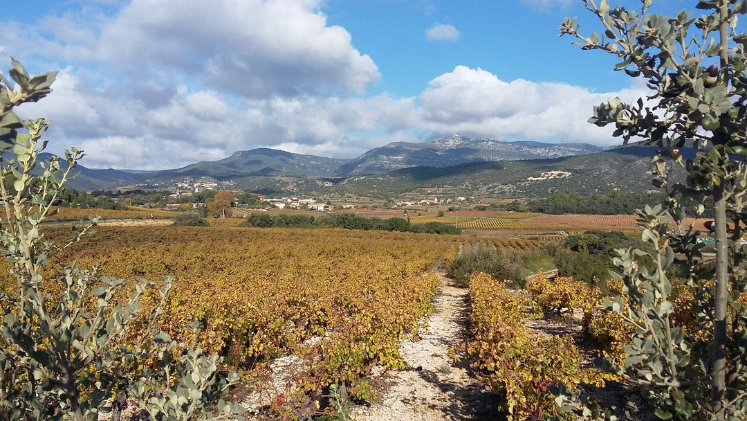 Domaine l´Aiguelière