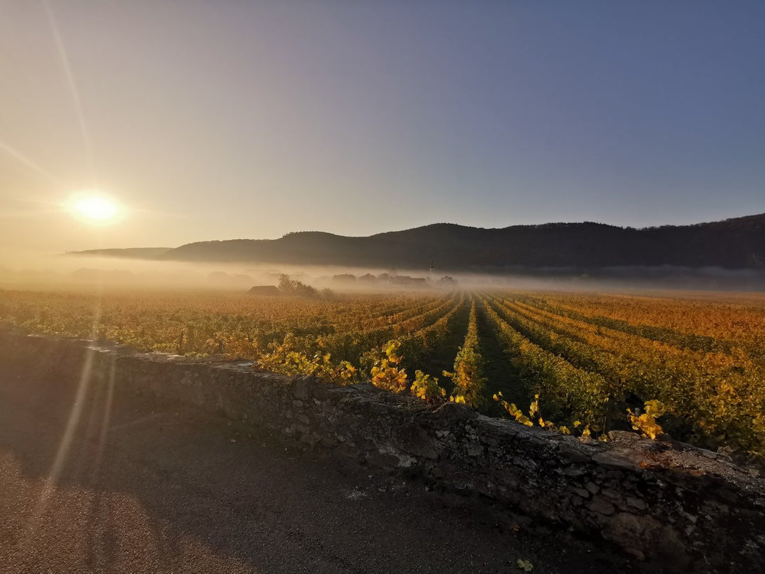 Weingut Emmerich Knoll
