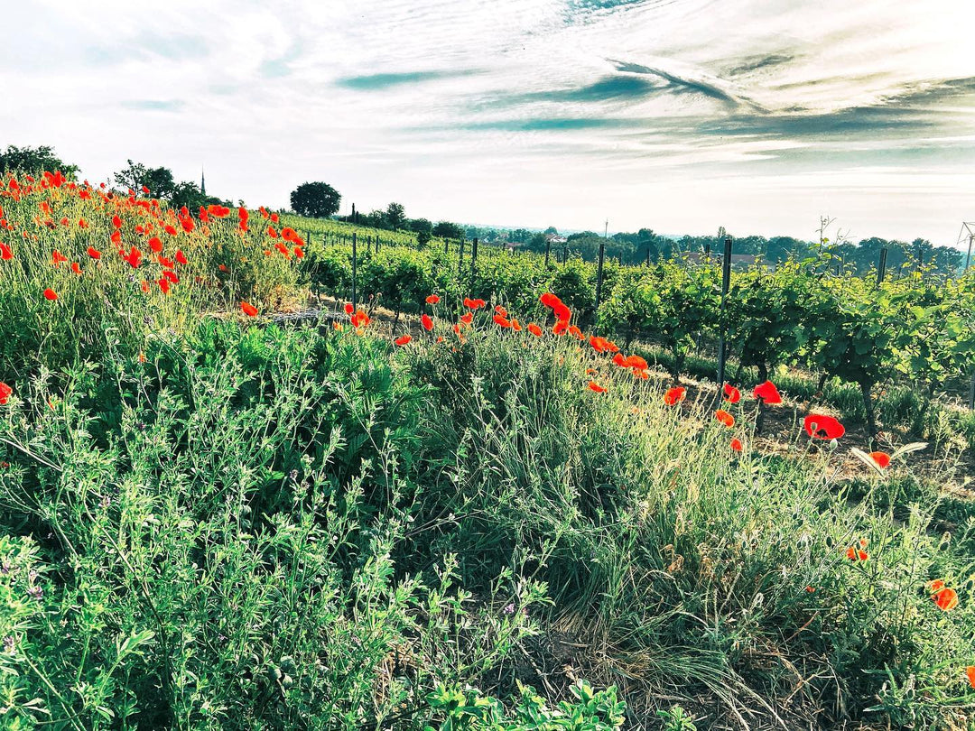 Geheimer Rat Dr. von Bassermann-Jordan