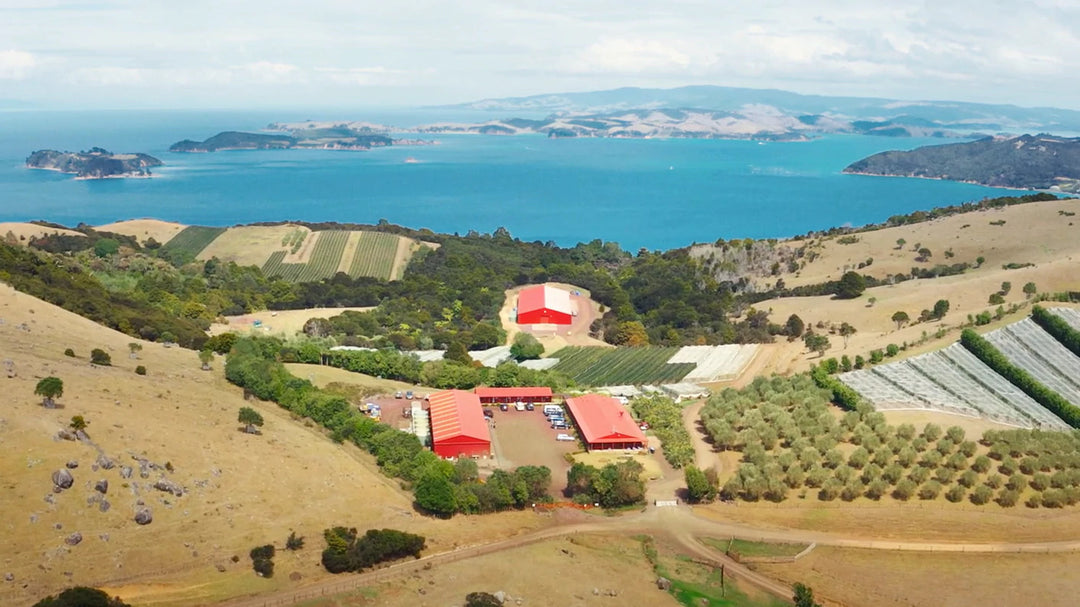 Man O'War Vineyards Ltd.