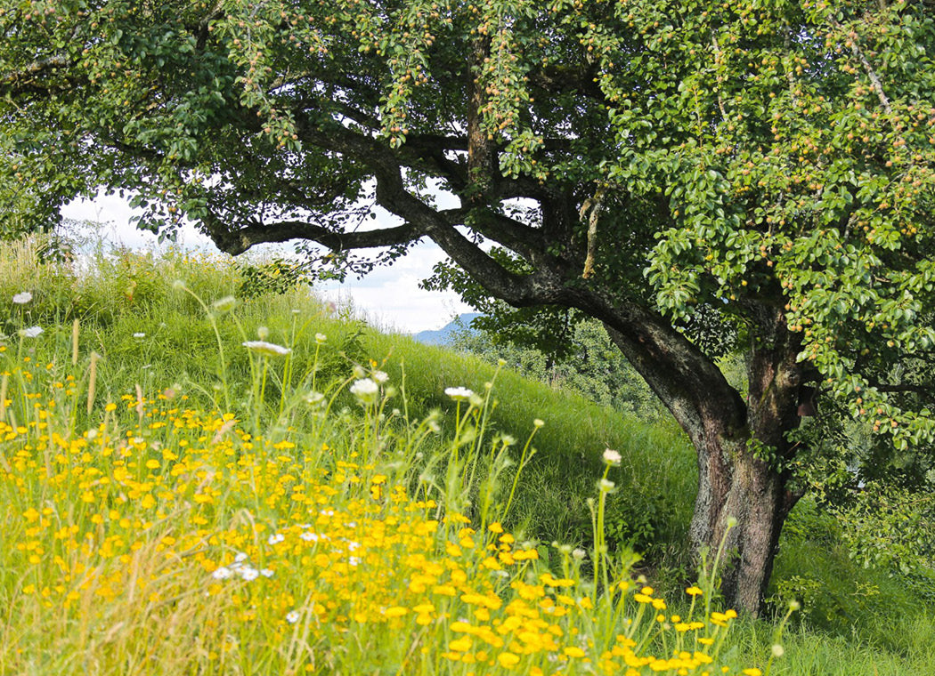 Manufaktur Jörg Geiger GmbH