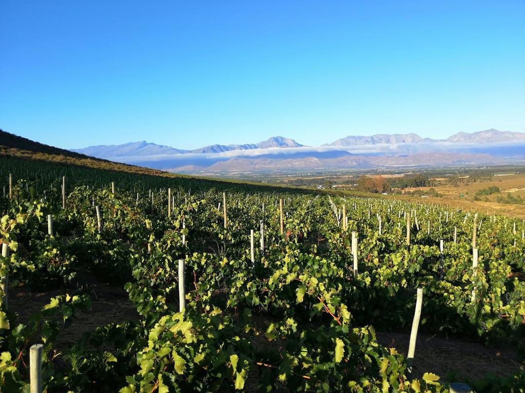 Olifantsberg Family Vineyards CC