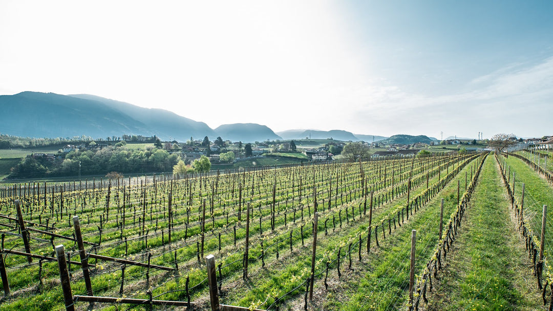 Kellerei Schreckbichl