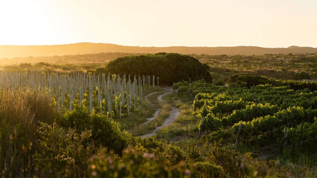Springfontein Wine Estate
