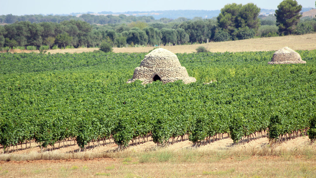 Vigneti del Salento