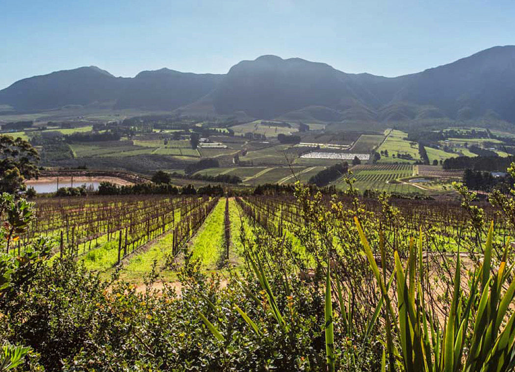 Whalehaven Wines